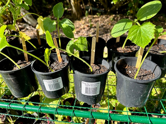 Cucumber seedlings