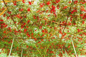 Tomato Plants - The Giant Tree