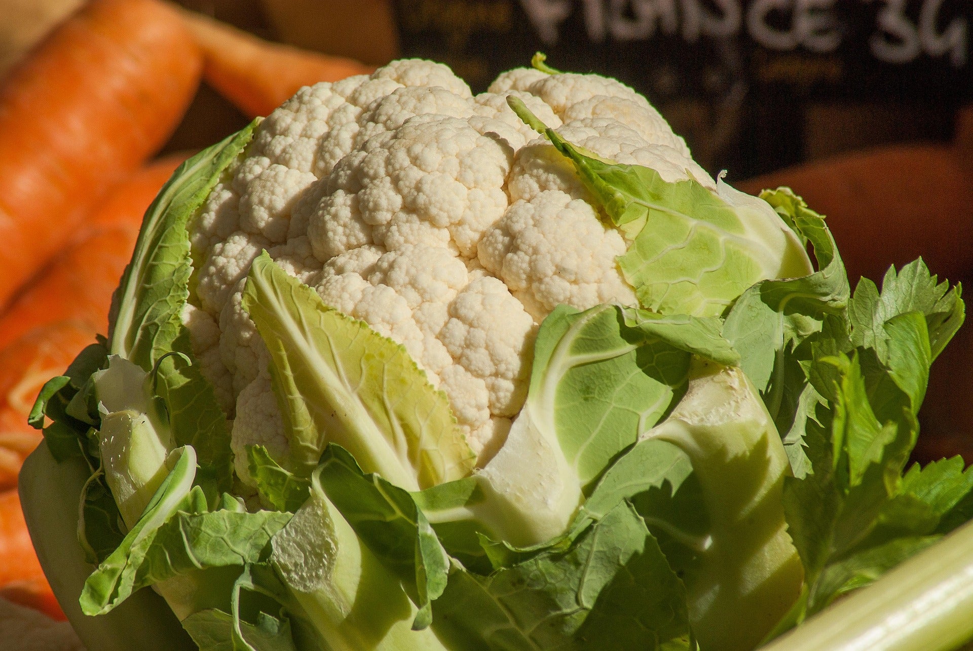 Cauliflower plants and seedlings