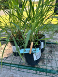 Potted lemon grass plants with labels on a wire rack outdoors.