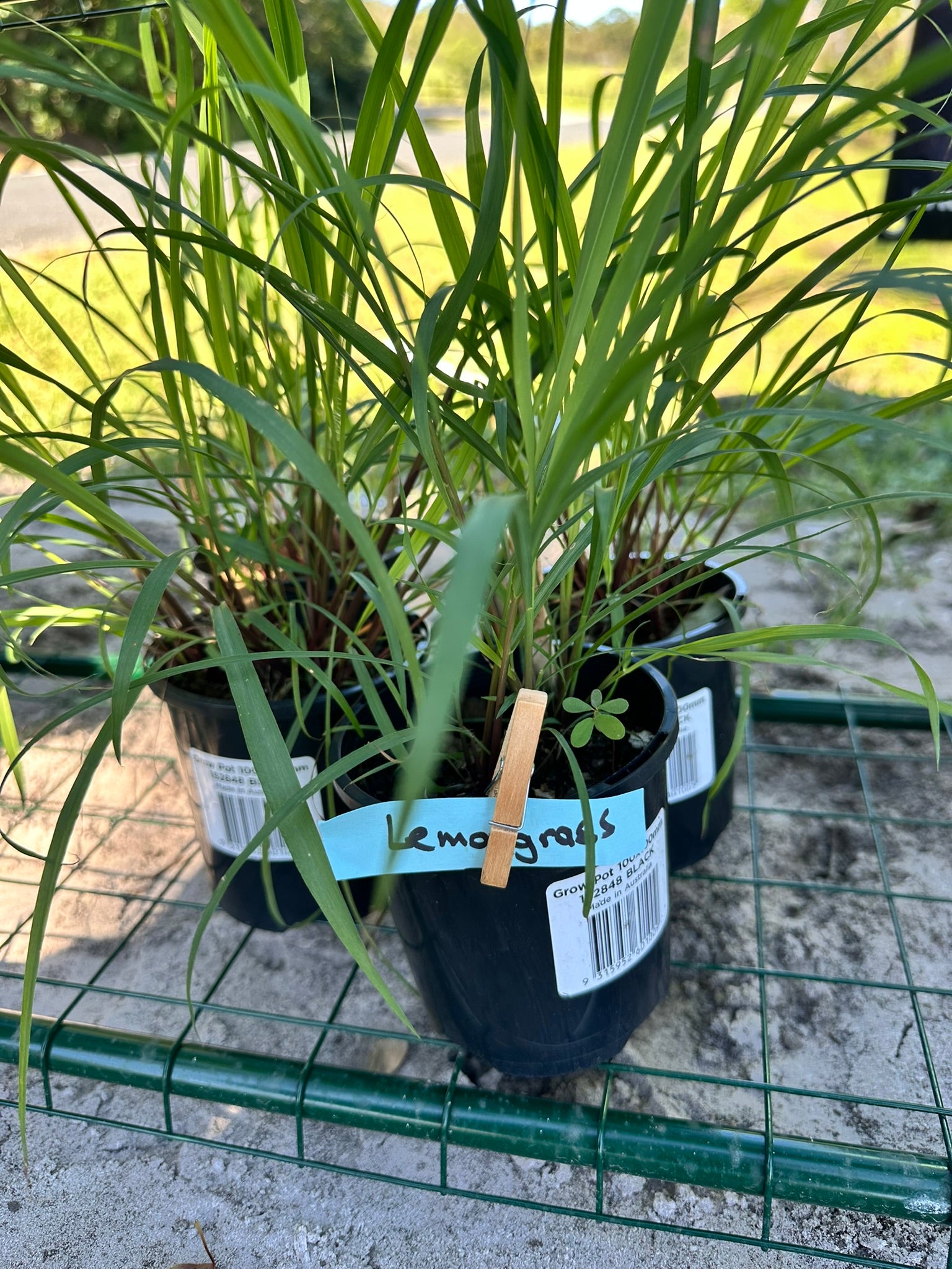 Potted lemon grass plants with labels on a wire rack outdoors.