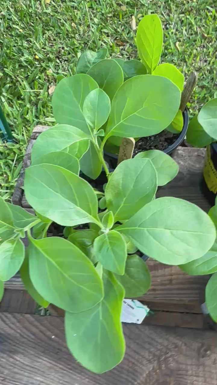Ashwagandha plants