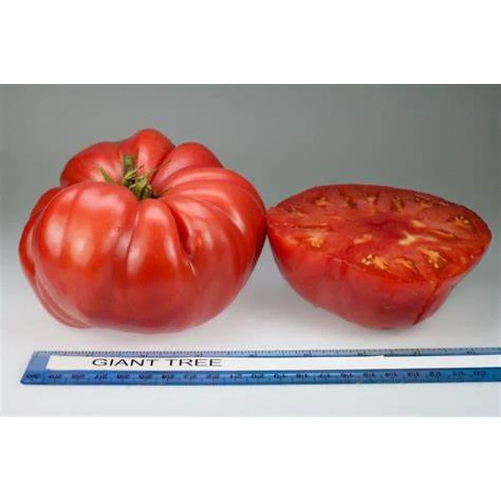 Tomato Plants - The Giant Tree