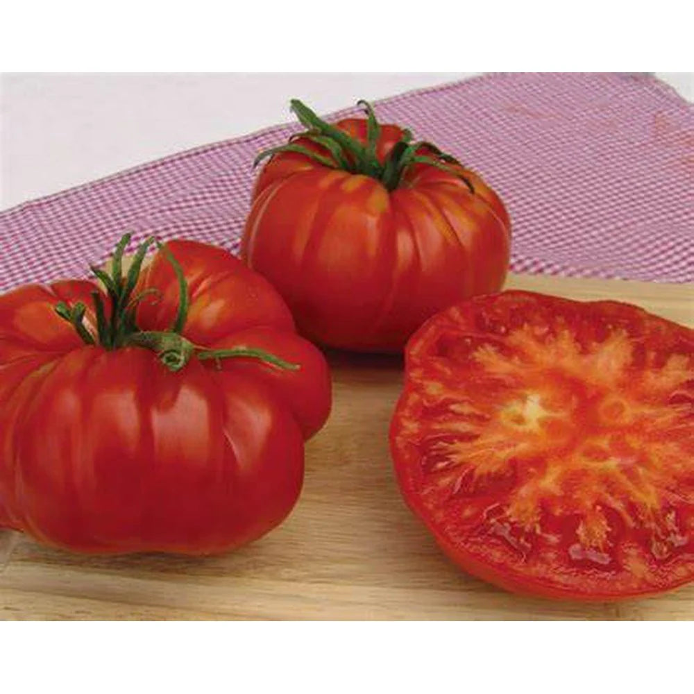 Tomato Plants - The Giant Tree