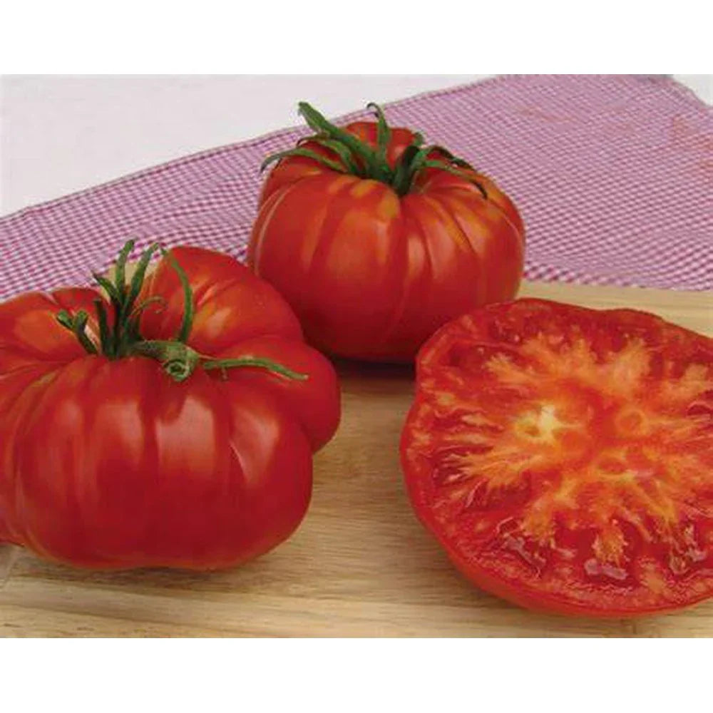 Tomato Giant Tree Seedling Plant