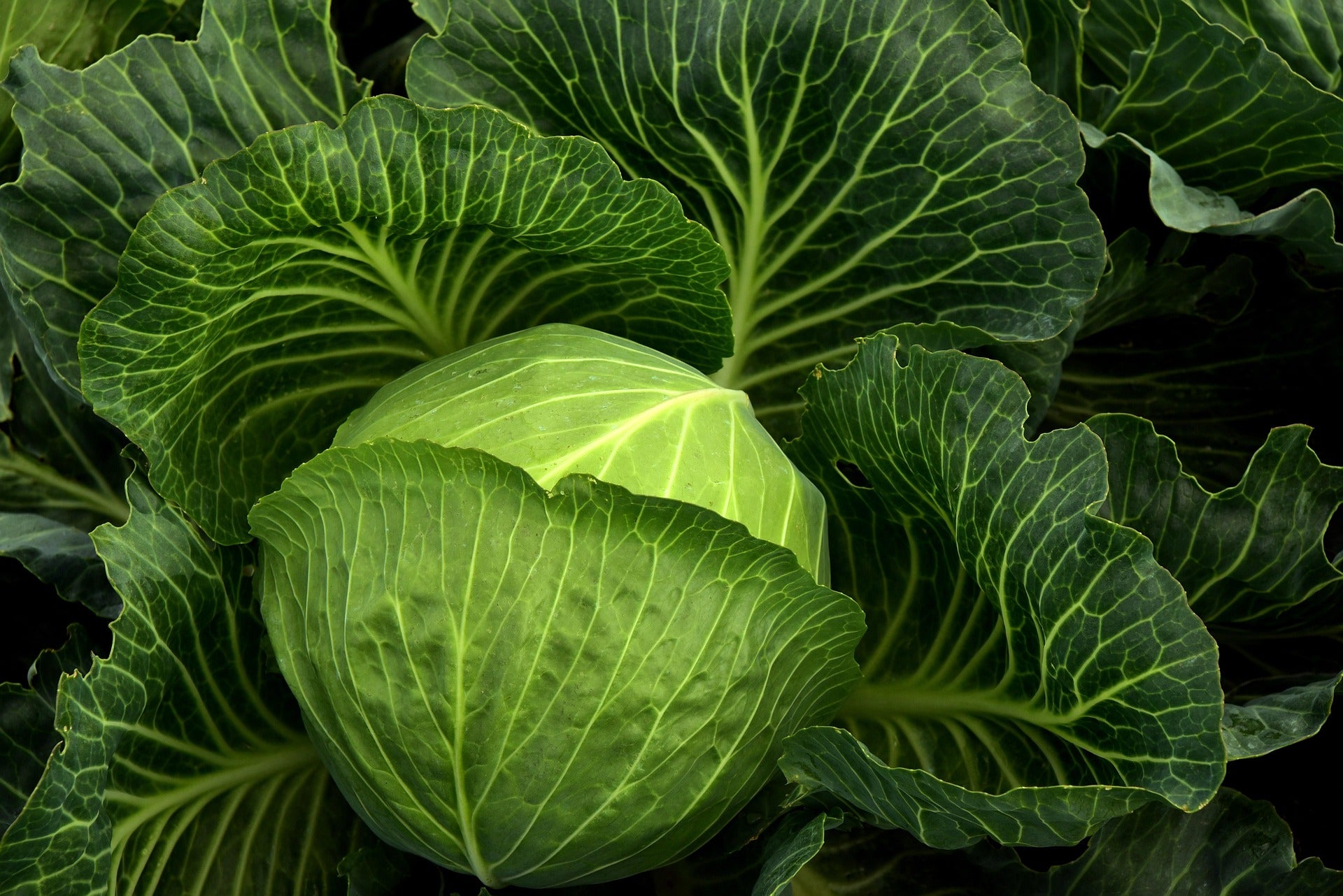 Cabbage seedlings