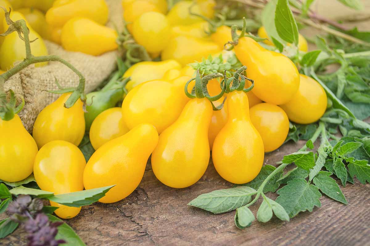 Tomato plants - yellow pear